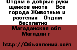 Отдам в добрые руки щенков енота. - Все города Животные и растения » Отдам бесплатно   . Магаданская обл.,Магадан г.